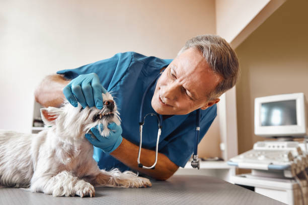 Best Mobile Emergency Dentist in Rockport, TX